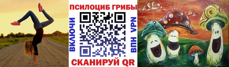 Купить закладки  Волхов  Галлюциногенные грибы Psilocybe 